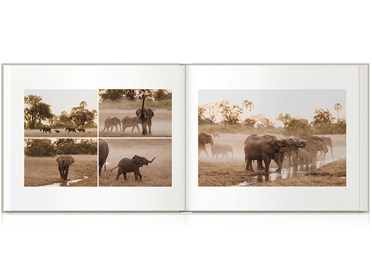 Photos from a safari in Botswana