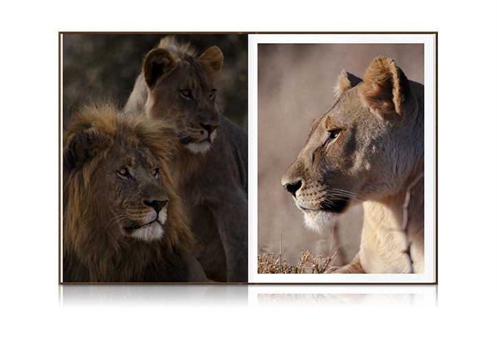 Photos of lions on Safari