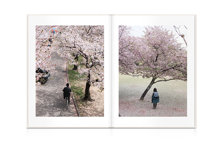 People bike and walk underneath cherry blossom trees in bloom