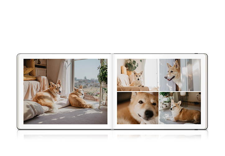 dog photo book with Corgis