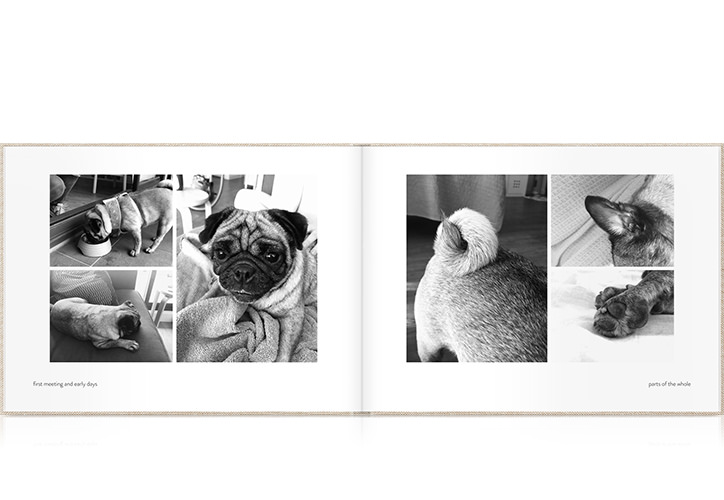Dog photo book of Pug