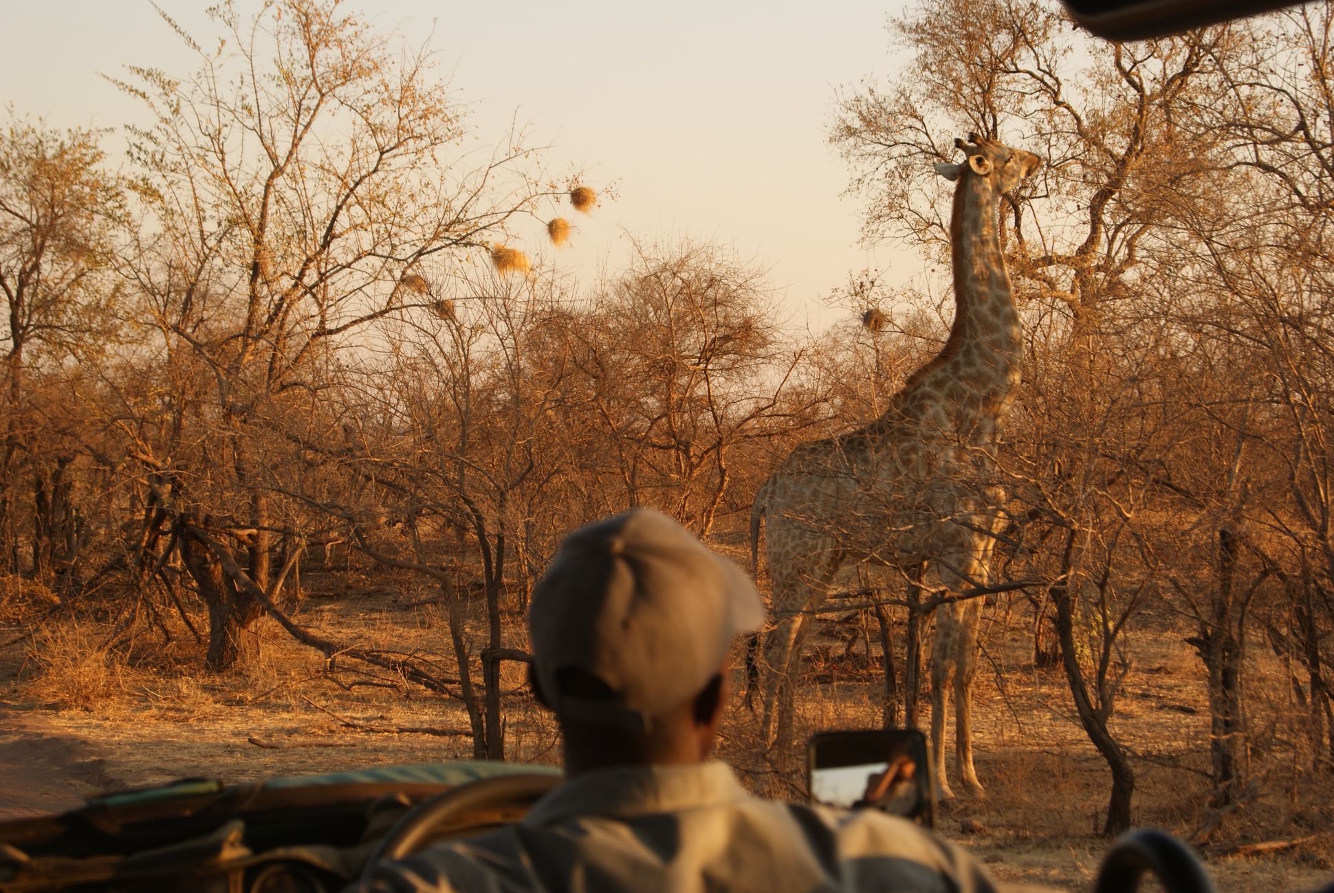 Giraffe at Hwange National Park