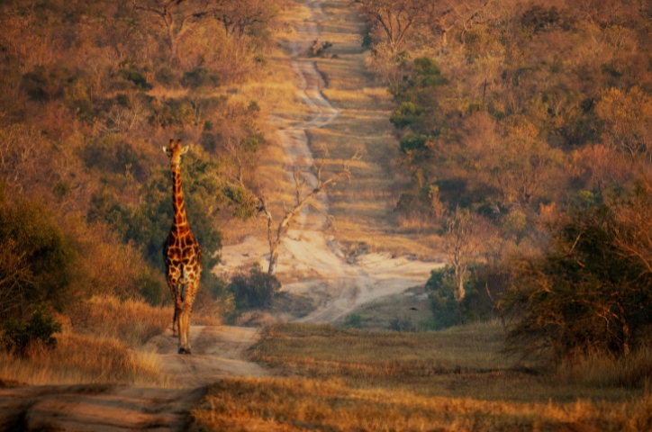 Giraffe in Africa