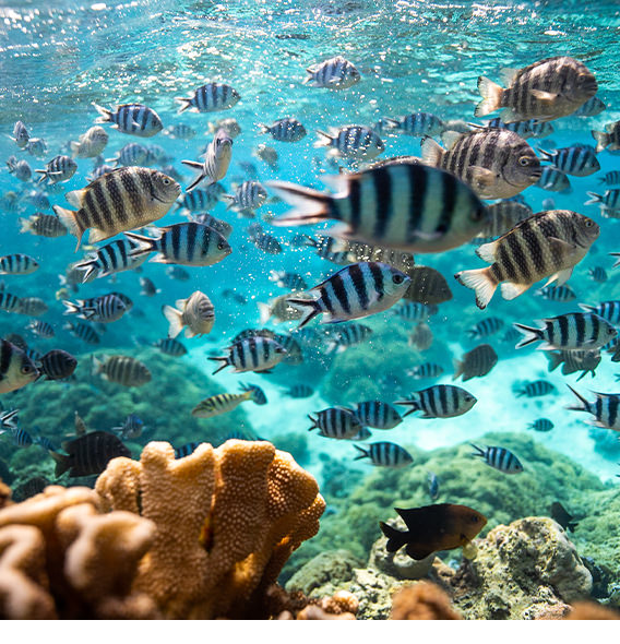 Striped tropical fish swimming in clear blue coral reef.