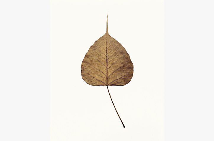 Ficus religiosa on off-white background