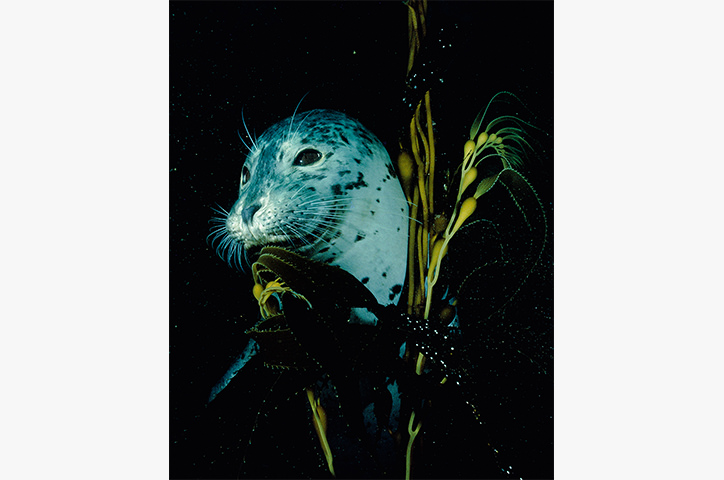 Ocean colored seal amongst seaweed on dark background