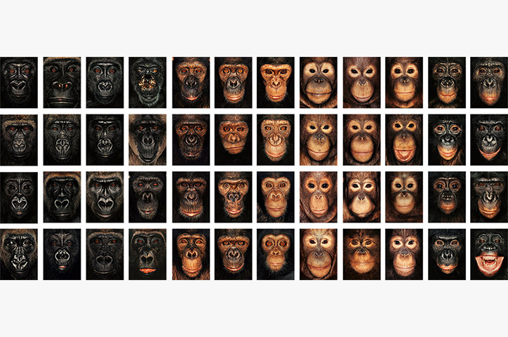 Multiple photo grid of chimpanzees in different shades