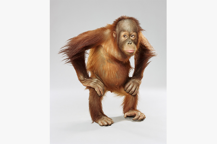 Chimpanzee on white background