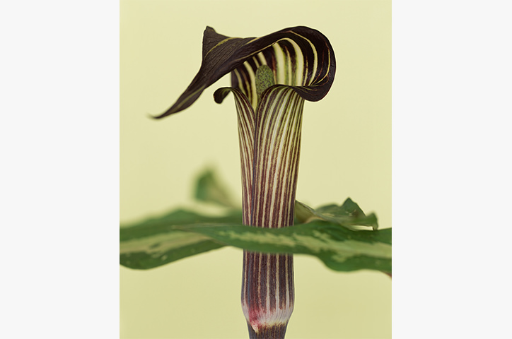 Arisaema angustatum from Bloom, 2006.