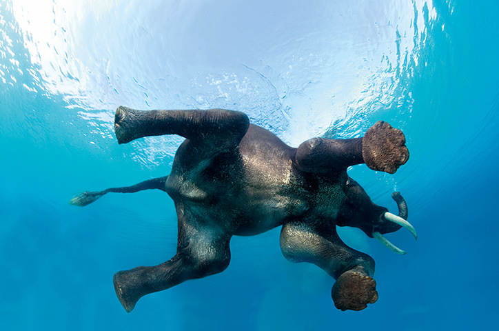 Elephant swimming in clear blue water