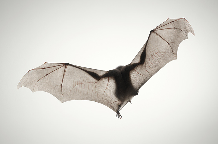 Bat with light from above highlighting details within its thin wings