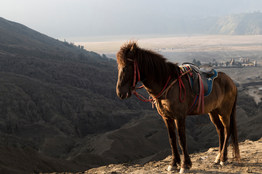 Horse standing on rocky dry mountains
