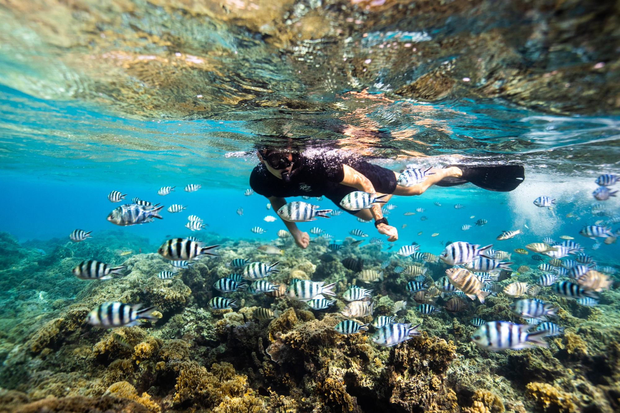 Snorkeler swims underwater viewing coral reef and striped zebra fish in tropical water