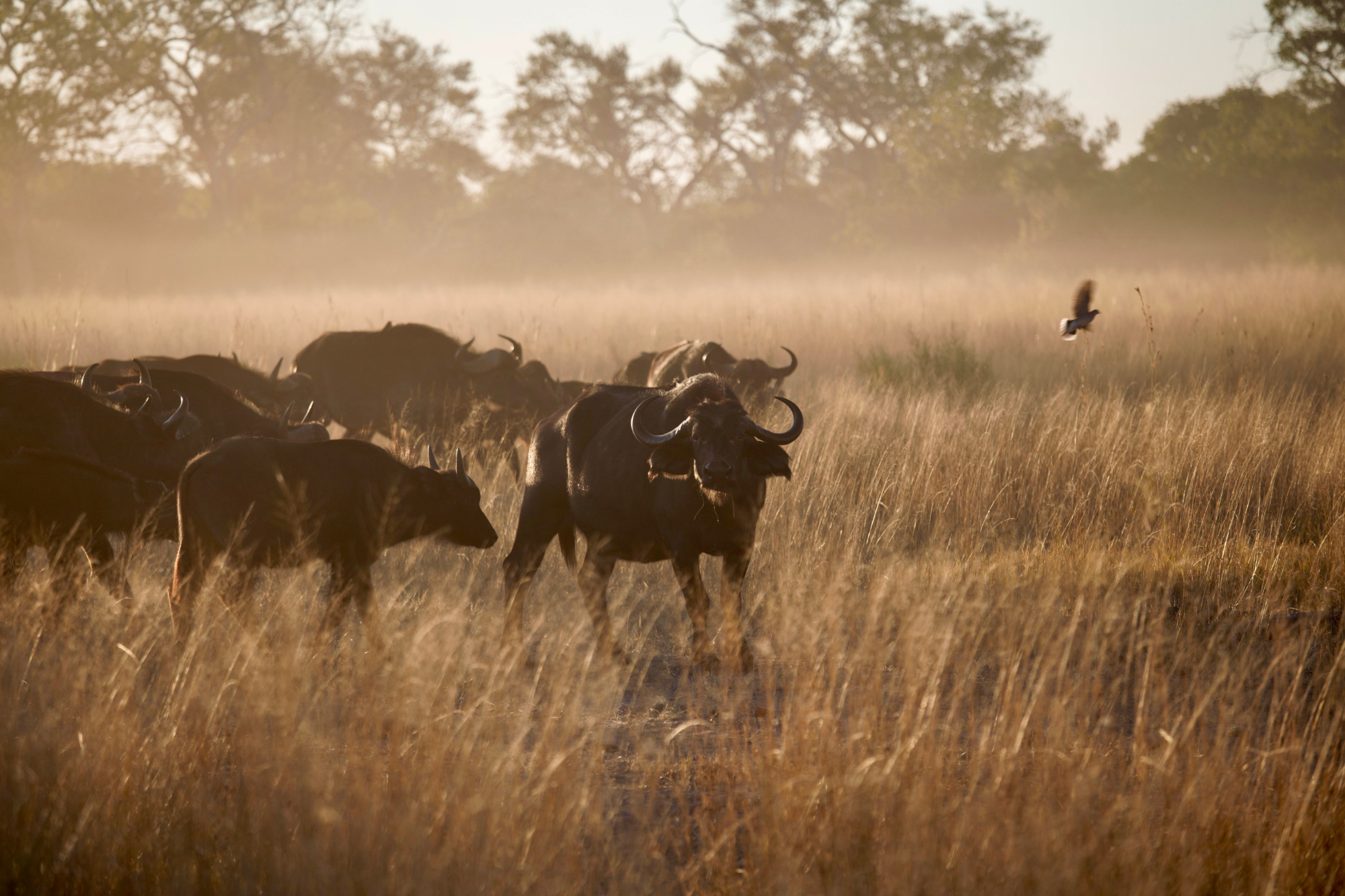 Buffalo herd walking through dried grasslands in Botswana Africa.