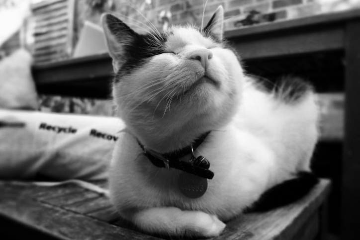 Black and white photo of cat squinting eyes